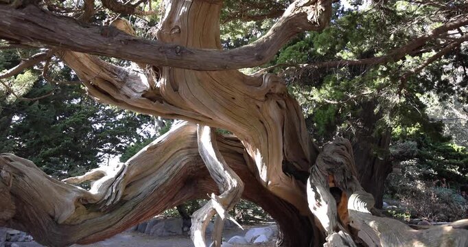 A tall Japanese juniper tree in Osezaki Shizuoka wide shot tilt up