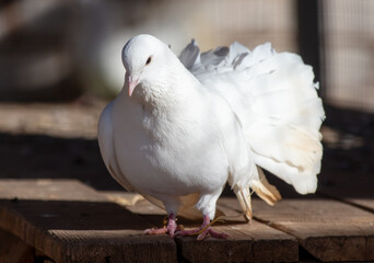 Portrait of a white dove on a farm