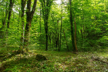 Green trees in the forest in summer