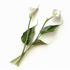 Fototapeta premium 3D Arum Lily Flowers on White Background