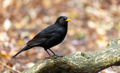 Fototapeta premium Portrait of a starling in the park