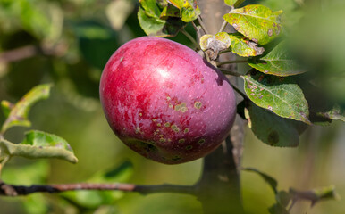 Red ripe apples on a tree in summer