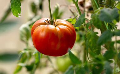 Red ripe tomatoes growing in the garden