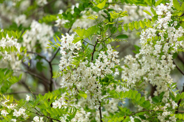 Fototapeta premium White flowers on an acacia tree in the park