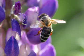 A bee flies on lupine flowers. Macro