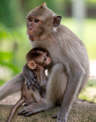 Monkey with baby in tropical park