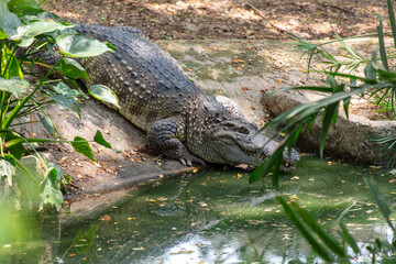 Portrait of a crocodile in the park