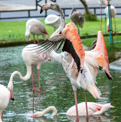 Pink flamingo birds in the park