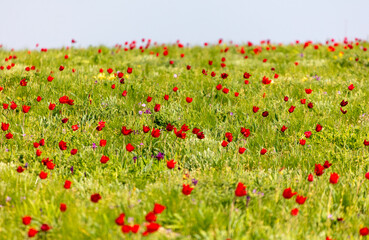 Field with red tulips in the steppe in spring as a background.