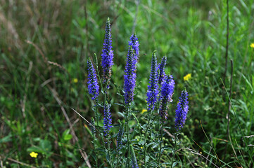 Veronica spicata, spiked speedwell plant with blue flowers.