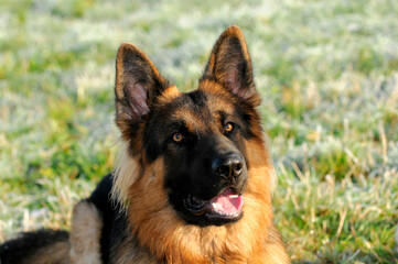 Schäferhund, Schwäbisch Gmünd, Baden Württemberg, Deutschland, Europa