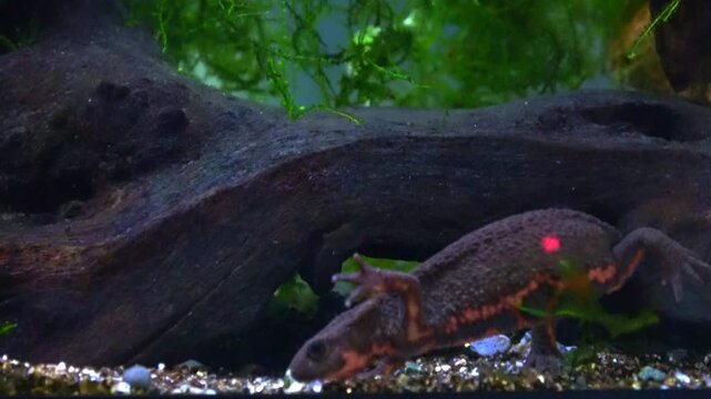 Two Japanese fire bellied newts fighting underwater. Cynops pyrrhogaster. Close up. 4K