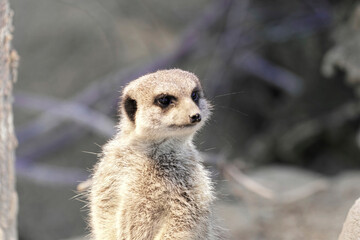 Erdmännchen (Suricata suricatta), captive, in ihrem natürlichen Lebensraum, Stuttgart, Baden-Württemberg, Deutschland, Europa