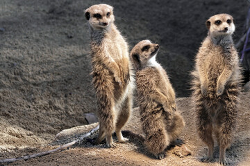 Erdmännchen (Suricata suricatta), captive, in ihrem natürlichen Lebensraum, Stuttgart, Baden-Württemberg, Deutschland, Europa