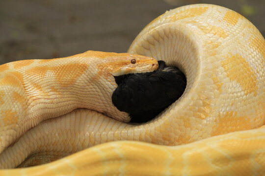 close up of a python