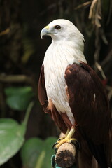 red tailed hawk