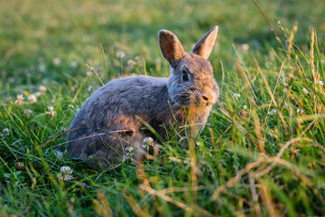 Bunny