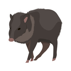 Peccary. Javelina or skunk pig. Wild animals of South America. Realistic vector