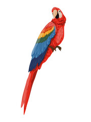Obraz premium Scarlet macaw parrots. Macaws sit on the branches. Realistic Vector South American and Caribbean Jungle Bird