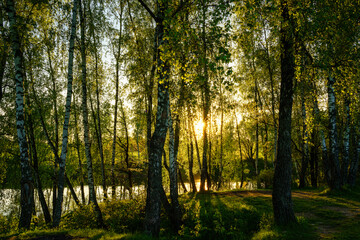 Sunrise or sunset near the pond with birches on a sunny summer day.