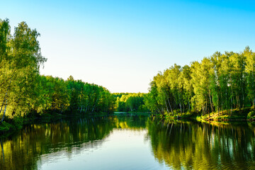 Fototapeta premium Sunrise or sunset near the pond with birches on a sunny summer day.