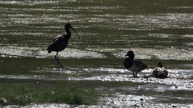 Tufted ducks watch backlit Ibis silhouette grooming in shallow pond