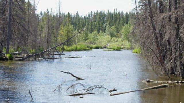 Nature background: Dead trees stand in flooded forest beaver pond
