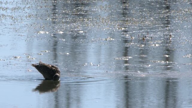 Mallard Duck feeds in shallow wetland pond water backlit by sunshine