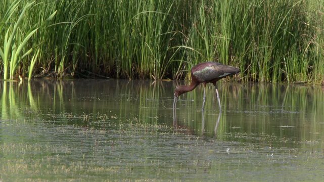 Russet coloured White Faced Ibis bird feeds in wetland pond near shore