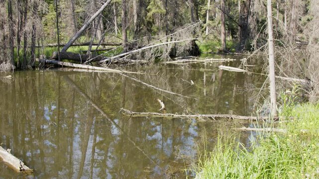 Dead fall trees clutter peaceful beaver pond wetland in boreal forest