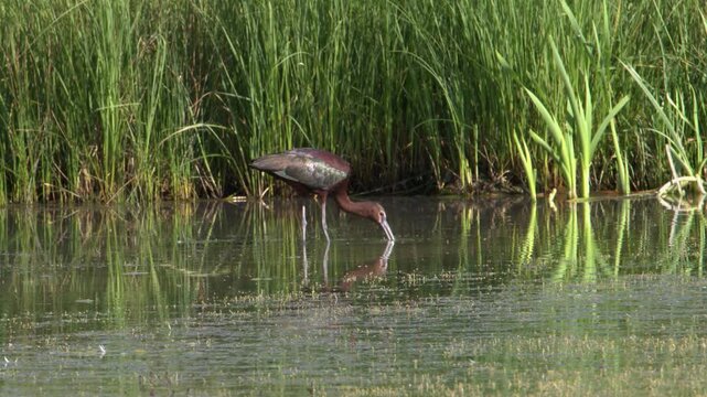 Iridescent copper colour plumage of Ibis aquatic wading bird feeding