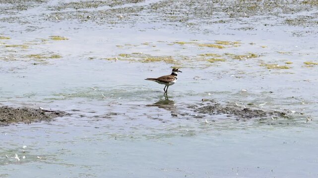 Cute Killdeer Plover bird wades in shallow pond water looking for food