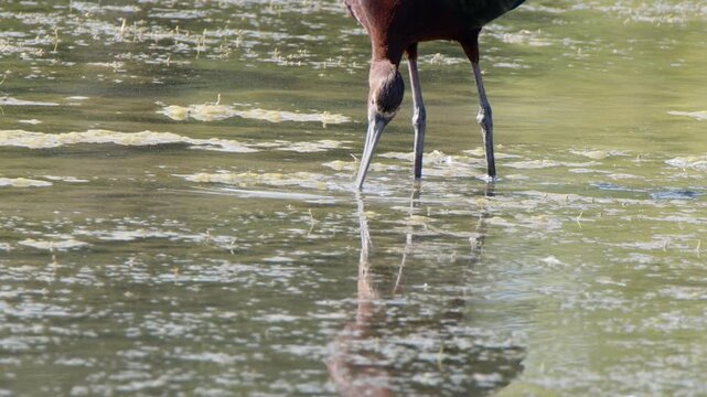 Close up slow motion: White-faced Ibis bird feeding in shallow pond