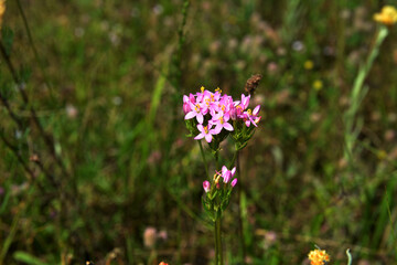 Common centaury flower (Centaurium erythraea)