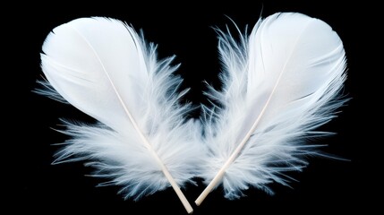 Obraz premium Magical angel feather wings for cosplay, fashion design, and dress up parties against a black background.