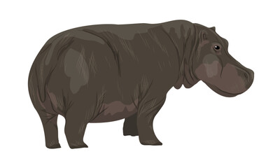 Hippo Hippopotamus amphibius. wild animals of africa. Realistic vector animal