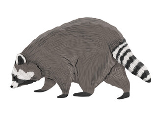 Common raccoon walks with its head down. realistic vector animal