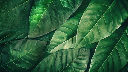 Fototapeta premium Green leaf texture background