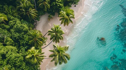 Aerial view of a tropical beach with palm trees and turquoise water.