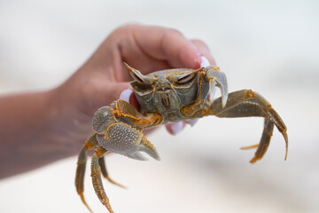 woman's hand holding a large crab, ghost crab, exotic vacation, ocean