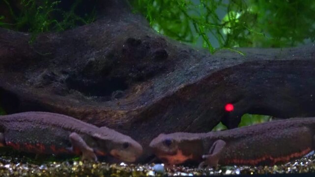 Two Japanese fire bellied newts fighting underwater. Cynops pyrrhogaster. Close up. 4K