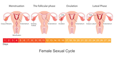 Menstruation is the regular discharge of blood.