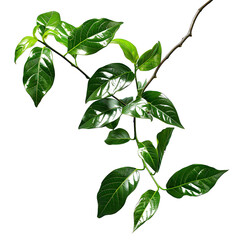 green leaves isolated on white