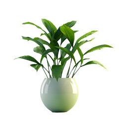plant in flowerpot