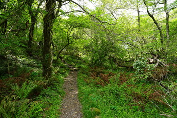 fine footpath through dense spring forest