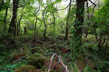 mossy rocks and trees in primeval forest
