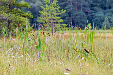Wetland with Cattail at a forest