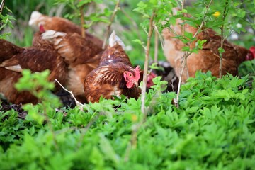 Head of domestic chicken eating green vegetable leaves in the farmer field 