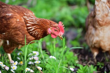 Portrait of a domestic hen's head on the grass in the farmland