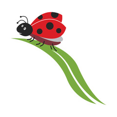 Ladybug vector. Ladybug on white background.